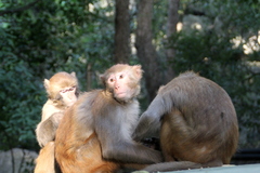 Macaca mulatta