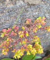 Euphorbia peplus