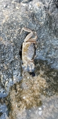 Cyclograpsus punctatus