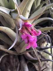 Tillandsia nana