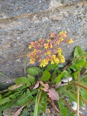Euphorbia peplus