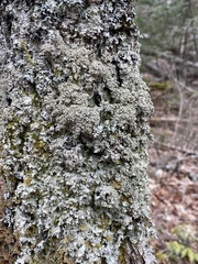 Punctelia appalachensis