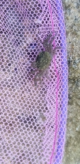 Cyclograpsus punctatus