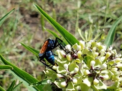 Pepsis grossa
