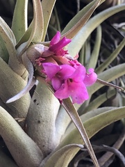 Tillandsia nana