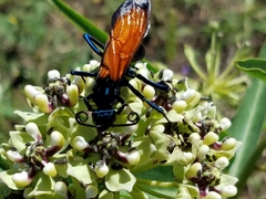 Pepsis grossa