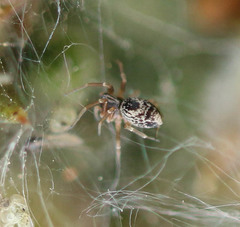 Dictyna uncinata