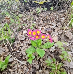 Primula × polyantha