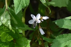 Andrena erigeniae