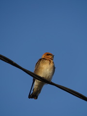 Alopochelidon fucata