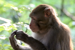 Macaca mulatta