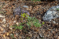 Lomatium multifidum