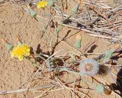 Malacothrix sonchoides