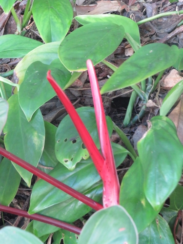 Philodendron erubescens