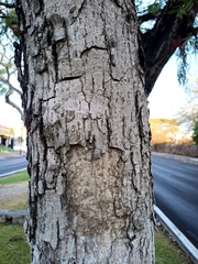 Roseodendron donnell-smithii