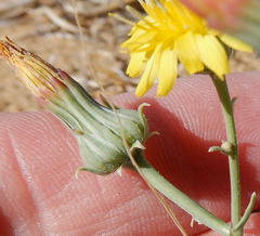 Malacothrix sonchoides