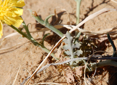 Malacothrix sonchoides