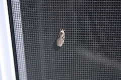 Semioscopis packardella
