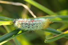 Pseudautomeris grammivora