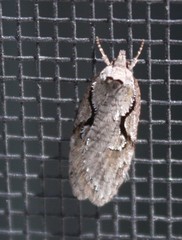Semioscopis packardella