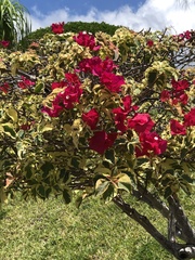 Bougainvillea
