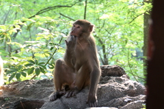 Macaca mulatta