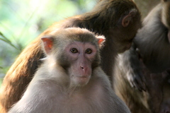 Macaca mulatta