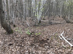 Ciboria betulae