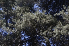 Pinus contorta murrayana
