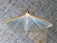 Diaphania costata