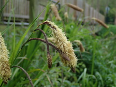 Carex pendula