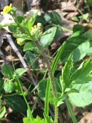 Ranunculus micranthus