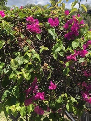 Bougainvillea