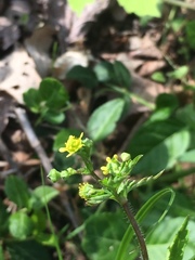 Ranunculus micranthus