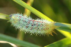 Pseudautomeris grammivora