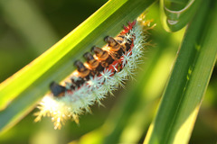 Pseudautomeris grammivora