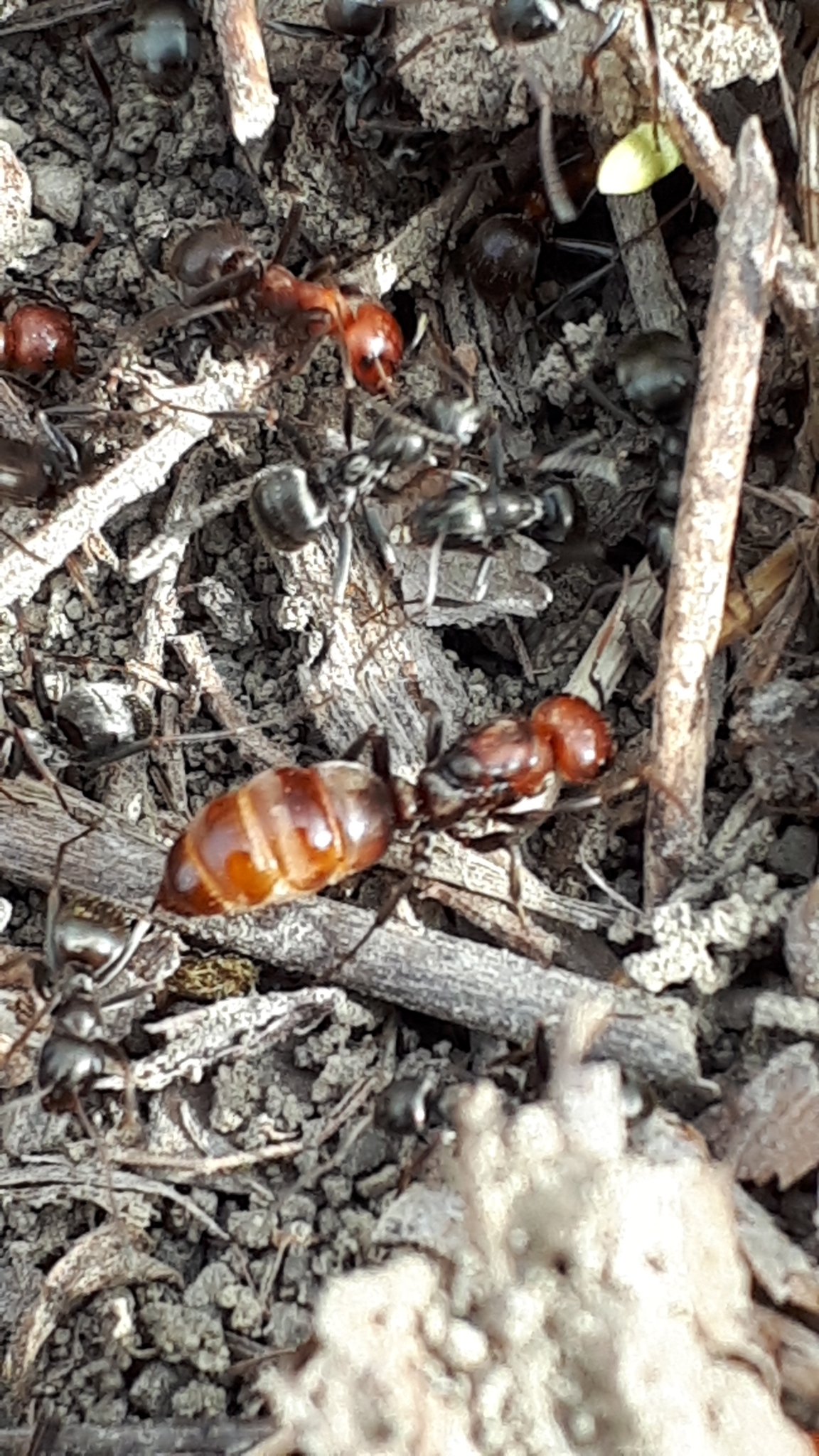 Polyergus bicolor