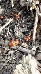 Polyergus rufescens