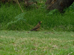 Turdus falcklandii