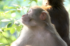 Macaca mulatta