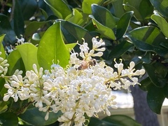 Apis mellifera image