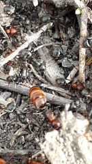 Polyergus rufescens