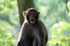 Macaca mulatta