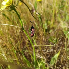 Zygaena sarpedon
