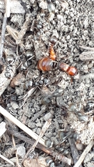Polyergus rufescens