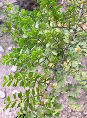 Larrea cuneifolia