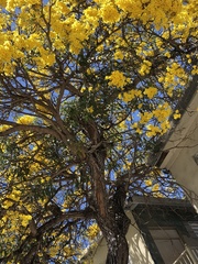 Tabebuia aurea
