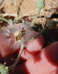Malacothrix sonchoides