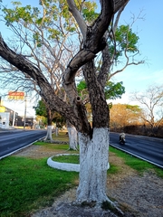 Roseodendron donnell-smithii