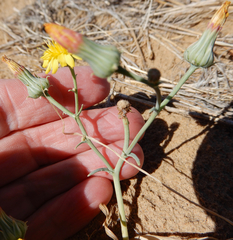 Malacothrix sonchoides